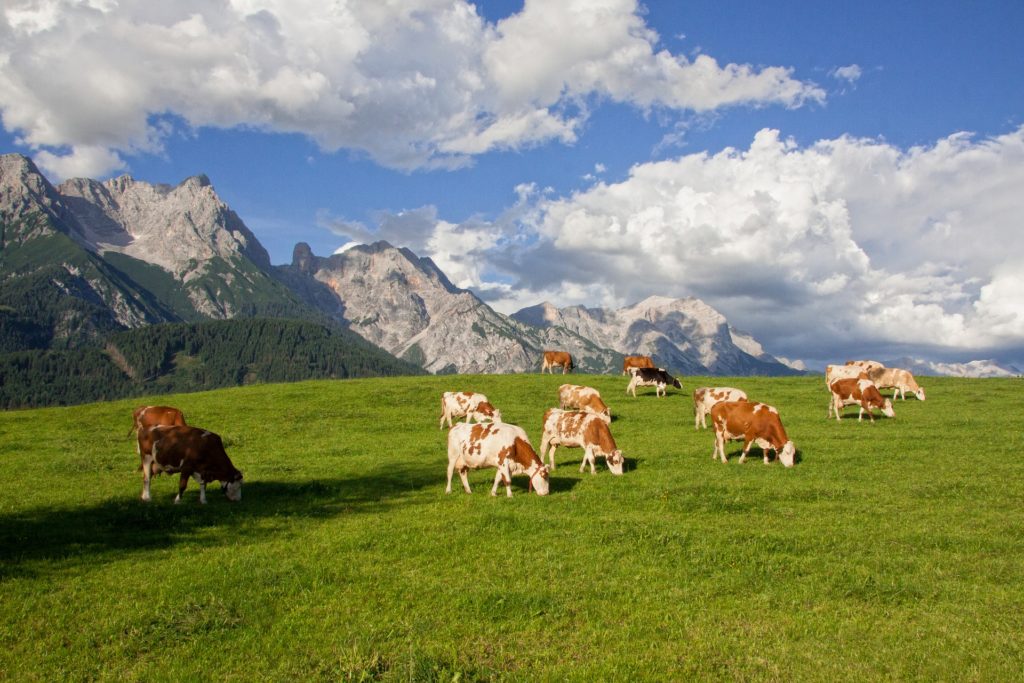 hundertjaehrige Österreich-Anleihe friedliche Alm mit Kühen